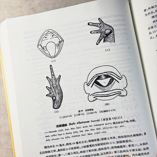 中国无尾两栖类（重印版） 刘承钊 胡淑琴 9787030865045 商品图3