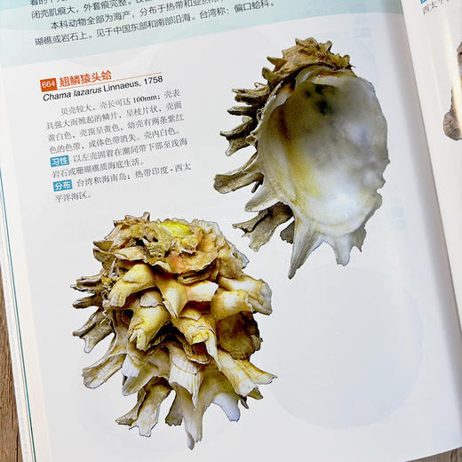 中国常见海产贝类图鉴 张素萍 9787030851055 商品图3