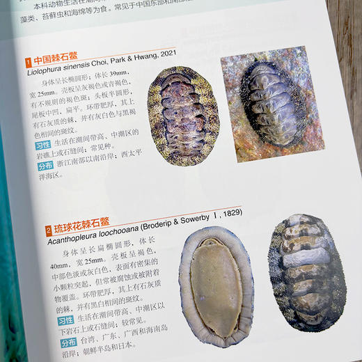 中国常见海产贝类图鉴 张素萍 9787030851055 商品图4