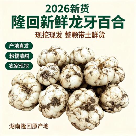 湖南隆回·鲜龙牙百合｜“南方人参”！清润滋养，粉糯清香，秋天要多吃 商品图0