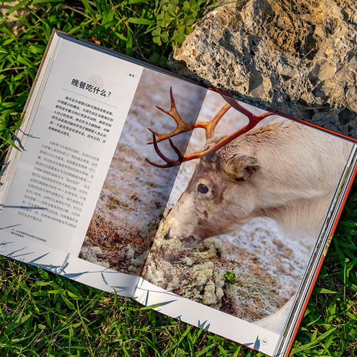 普林斯顿大学生物图鉴：地衣，结合数百幅微观摄影讲述地衣及其生态学特征 生态学微观世界科普图鉴 商品图6