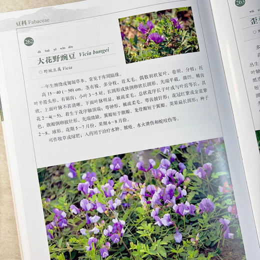 北京密云水库植物图鉴 张清靖等 9787030859617 商品图3