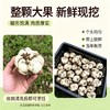 湖南隆回·鲜龙牙百合｜“南方人参”！清润滋养，粉糯清香，秋天要多吃 商品缩略图1