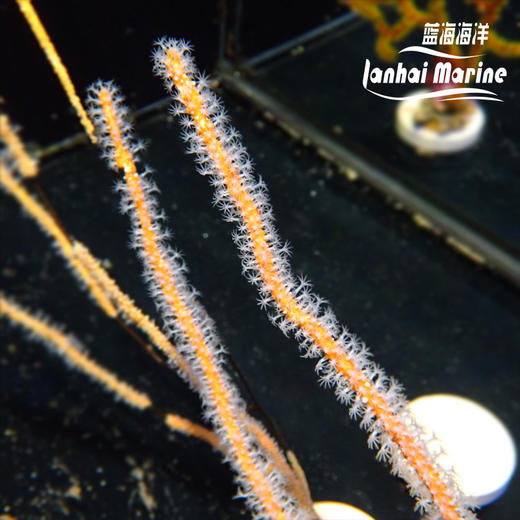 橙海柳-白花 商品图1