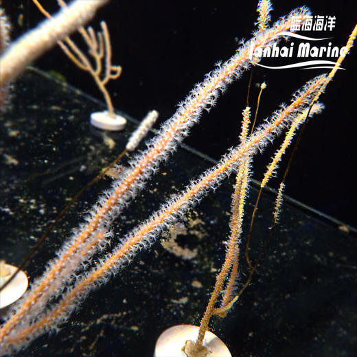 橙海柳-白花 商品图4