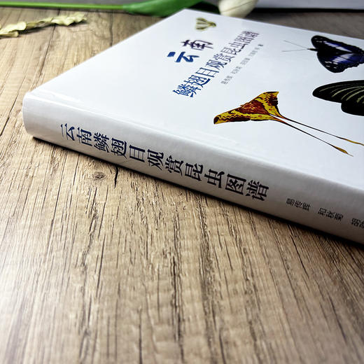 云南鳞翅目观赏昆虫图谱 易传辉等 9787030856838 商品图2