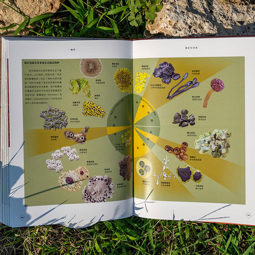 普林斯顿大学生物图鉴：地衣，结合数百幅微观摄影讲述地衣及其生态学特征 生态学微观世界科普图鉴 商品图4