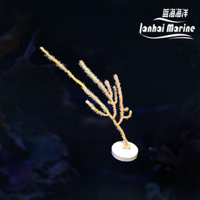 橙海柳-白花