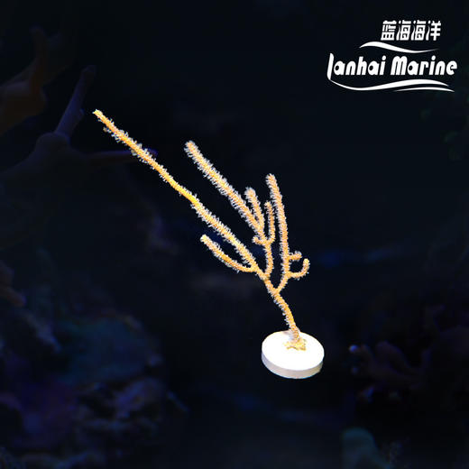 橙海柳-白花 商品图0