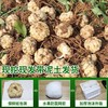 湖南隆回·鲜龙牙百合｜“南方人参”！清润滋养，粉糯清香，秋天要多吃 商品缩略图3