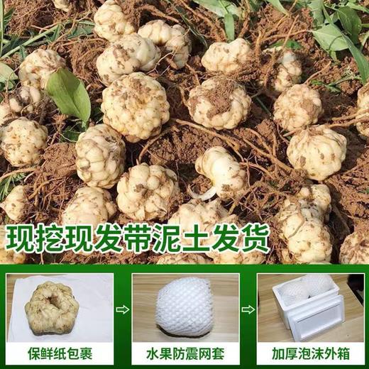 湖南隆回·鲜龙牙百合｜“南方人参”！清润滋养，粉糯清香，秋天要多吃 商品图3