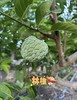 潮汕樟林·大目释迦果，一口咬下去丝滑的果肉，蜜一般的甜瞬间，尾调是淡淡奶香 商品缩略图3