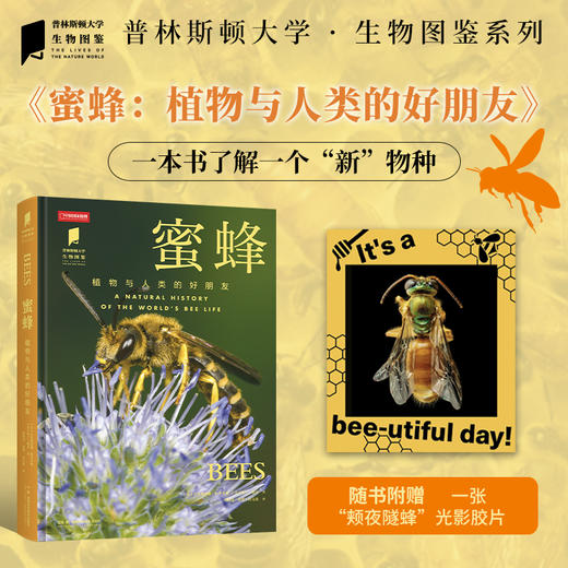 普林斯顿大学生物图鉴：蜜蜂，讲述蜜蜂物种及其生态学特征，含两万种蜜蜂，辅以照片与插图对代表物种进行深度解析 昆虫科普生物图鉴 商品图0