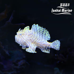 虎纹五脚虎
