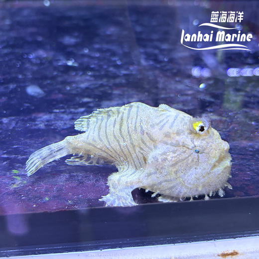 虎纹五脚虎 商品图5
