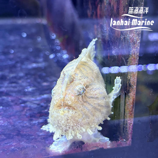 虎纹五脚虎 商品图4