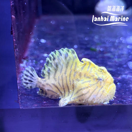 虎纹五脚虎 商品图2