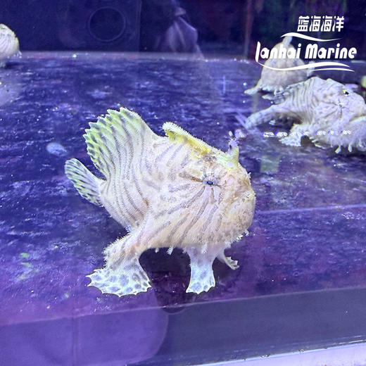 虎纹五脚虎 商品图6