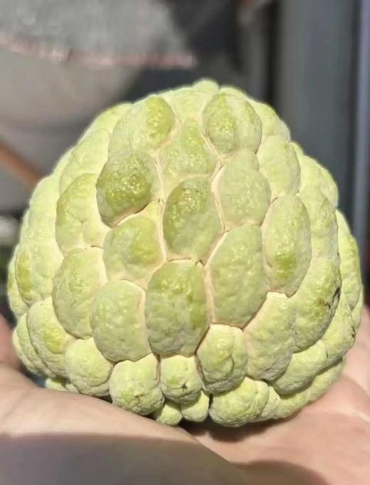 潮汕樟林·大目释迦果，一口咬下去丝滑的果肉，蜜一般的甜瞬间，尾调是淡淡奶香 商品图1