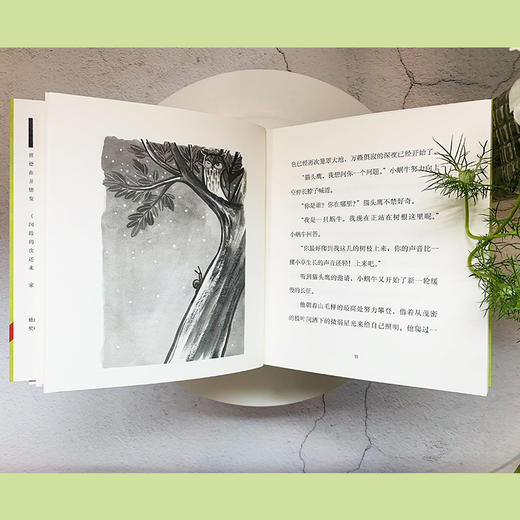 塞普尔维达童话 全4册 经典寓意式童话友情人与自然动物智利作家 商品图4