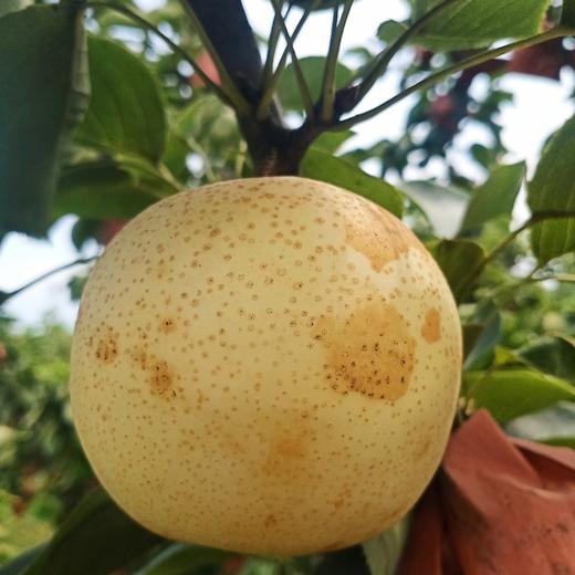 有机黄金梨 商品图1