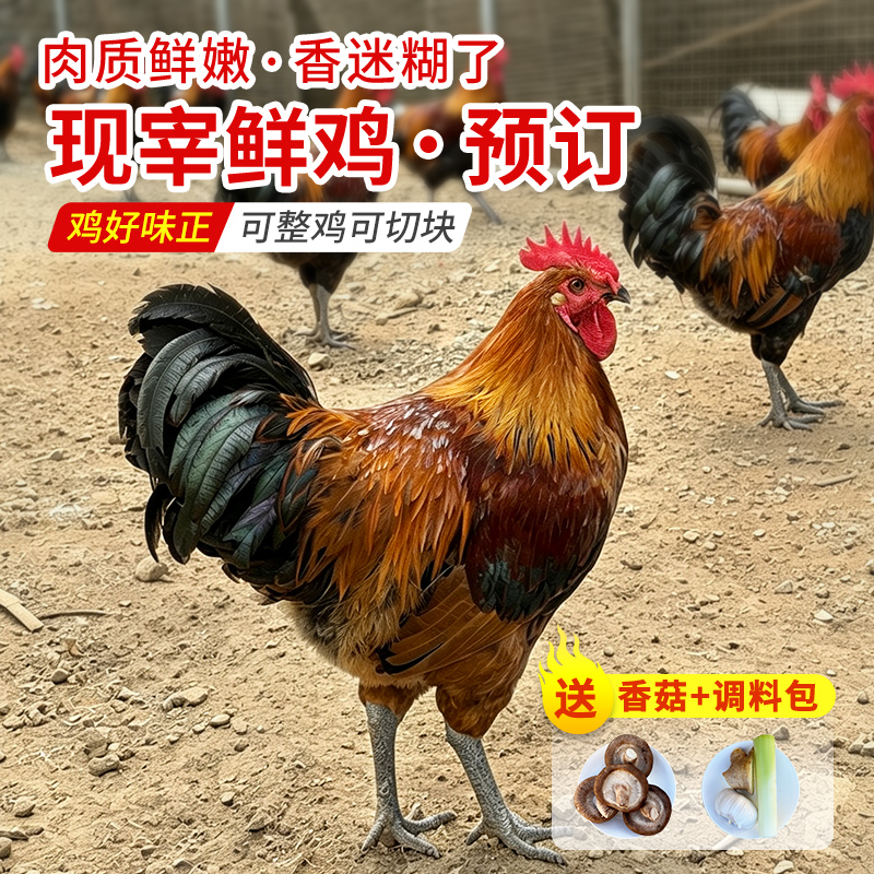 10.9日现宰不冷冻黑脚公鸡纯粮食喂养土鸡 粮食鸡 肉质鲜嫩 适合炒炖  可整鸡可切块