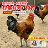 10.9日现宰不冷冻黑脚公鸡纯粮食喂养土鸡 粮食鸡 肉质鲜嫩 适合炒炖  可整鸡可切块 商品缩略图0