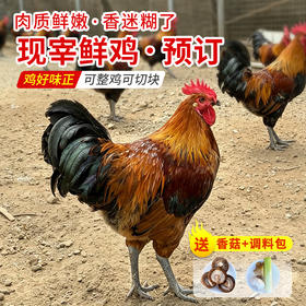 10.9日现宰不冷冻黑脚公鸡纯粮食喂养土鸡 粮食鸡 肉质鲜嫩 适合炒炖  可整鸡可切块