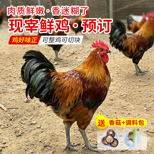 10.9日现宰不冷冻黑脚公鸡纯粮食喂养土鸡 粮食鸡 肉质鲜嫩 适合炒炖  可整鸡可切块 商品图0