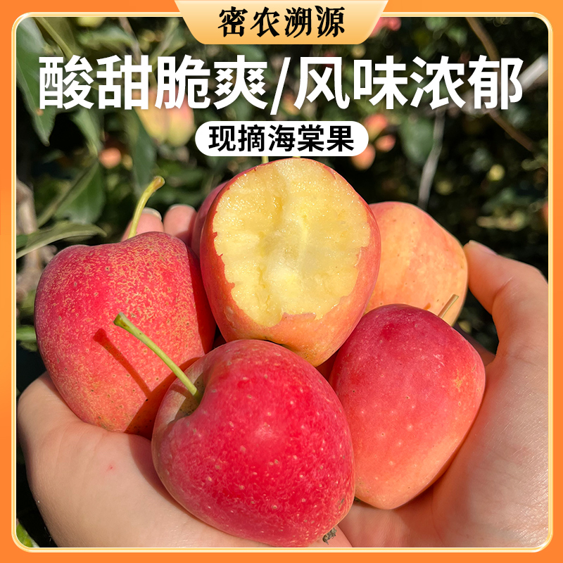 北京山区种植海棠果包邮 个头小巧  口感脆酸甜  果香浓郁  沙果 小苹果