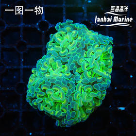 人工幻彩分枝榔头