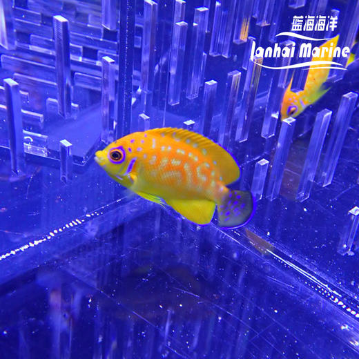 人工金钱豹 商品图6