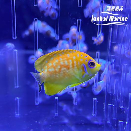 人工金钱豹 商品图1