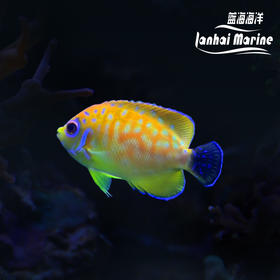 人工金钱豹