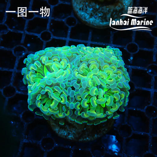 人工幻彩分枝榔头 商品图3