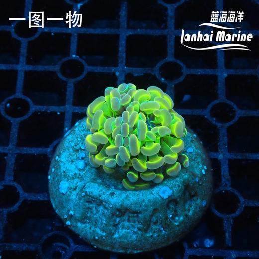 人工幻彩分枝榔头 商品图1