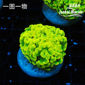 人工金分枝榔头