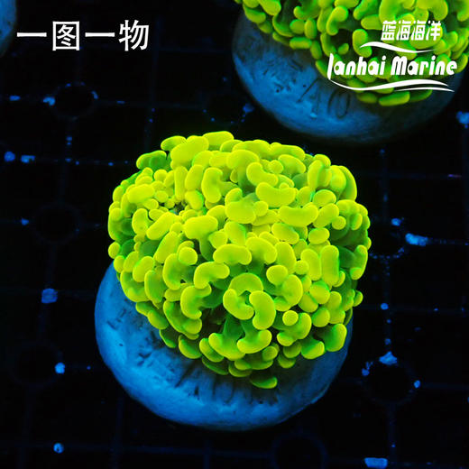 人工金分枝榔头 商品图0