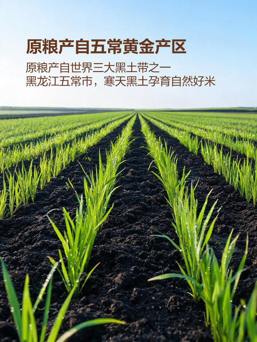 聚便利 x 山姆 黄金产地稻花香米饭 尝鲜分装 210g/碗 商品图3