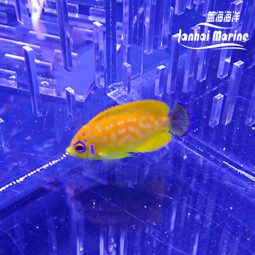人工金钱豹 商品图7