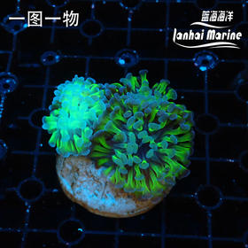 人工双色分枝榔头