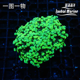 人工橙分枝榔头