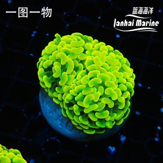 人工金分枝榔头 商品图3