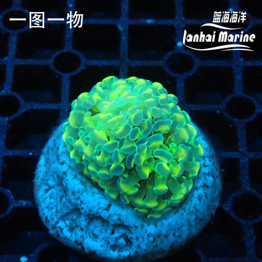 人工幻彩分枝榔头 商品图2