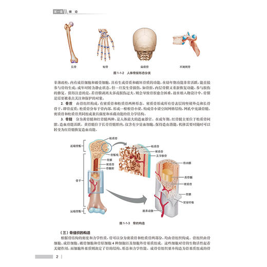 骨科物理学 张英泽 陈伟 全书共计十一章节 围绕骨骼肌肉系统与物理学的交互关系 展开多维度且深入的探讨与分析 人民卫生出版社 商品图4