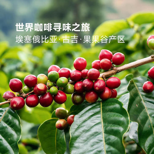 聚便利 x 山姆 布蕾克 埃塞俄比亚古吉挂耳咖啡 尝鲜分装 10g/袋 商品图2