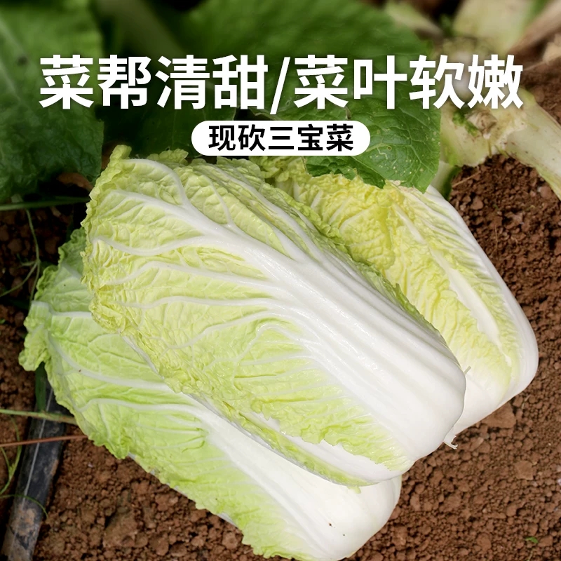 新鲜三宝菜1斤    脆嫩清香 娃娃菜 略带甘甜  清炒蒜蓉都好吃