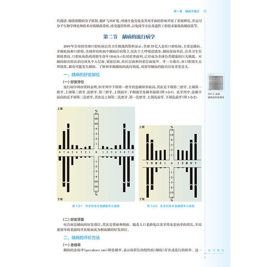 牙体牙髓病学 第6六版 周学东 陈智 主编 十四五规划教材 全国高等学校教材 供口腔医学类专业用 9787117382397人民卫生出版社 商品图4