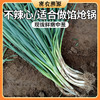 密云新鲜农家中葱1斤    不辣心  调味佳品    可做馅、呛锅  葱 商品缩略图0