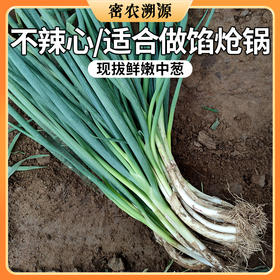 密云新鲜农家中葱1斤    不辣心  调味佳品    可做馅、呛锅  葱